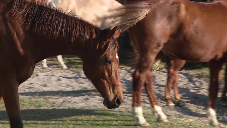 File: Horses