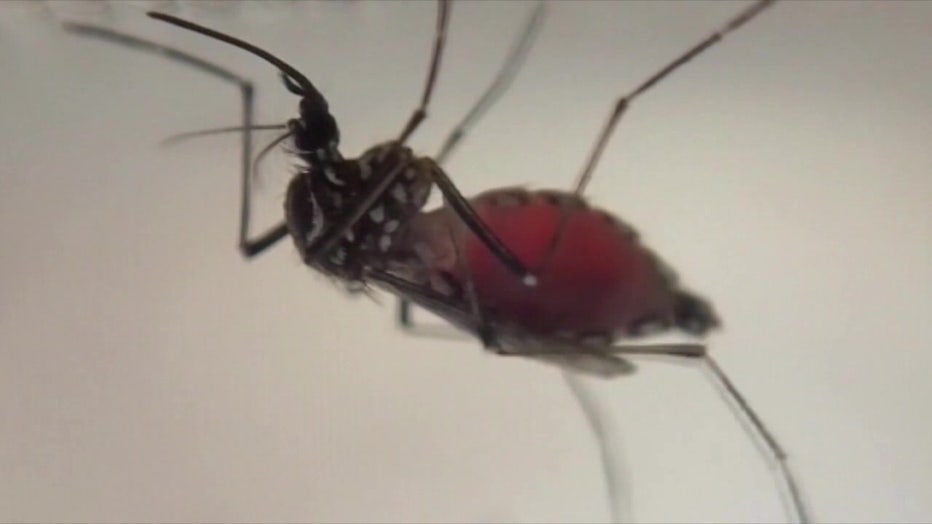 File: Mosquito