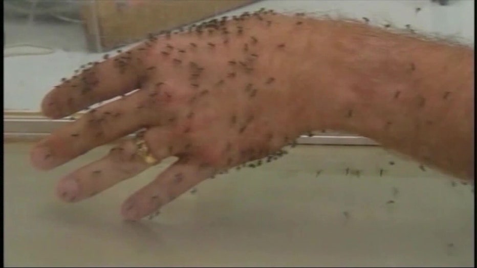 File: Mosquitoes on a hand. 