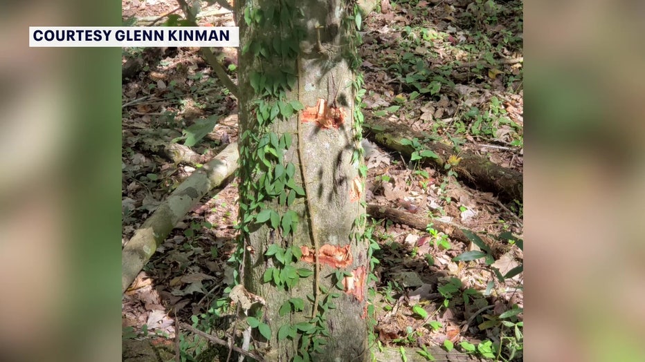 Bullet holes in a tree courtesy of Tom Ferguson.