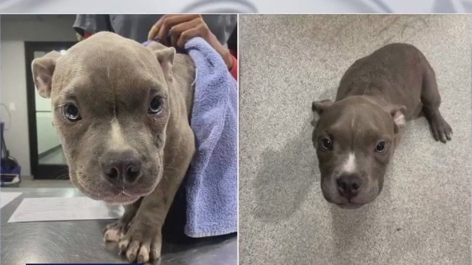 Sonny was tossed over the Humane Society of Tampa Bay fence on Saturday.