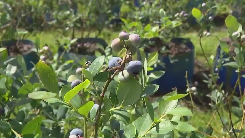 Blueberry Festival returns to Plant City on Saturdays in April