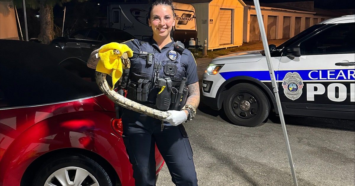 Watch: Five-foot boa constrictor corralled by Clearwater officer
