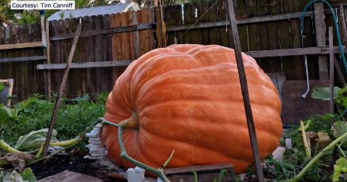 V-SETUP-GREAT-PUMPKIN-
