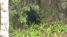 Young black bear wanders outside Tampa elementary school