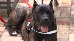 Corsos for Heroes non-profit provides veterans, first responders comfort with service dogs