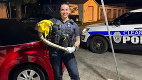 Watch: Five-foot boa constrictor corralled by Clearwater officer: 'All in a day's work'