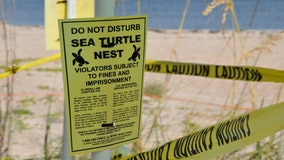 FWC: Venice man faces felony charges for destroying sea turtle nest