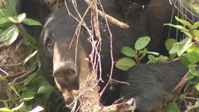 Bear seen in Bay Area neighborhoods spotted in tree