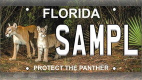 Iconic Florida panther and kitten photo captured in 2018 will appear on new license plate