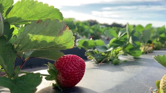 Researchers find growing challenges for Florida's strawberry industry