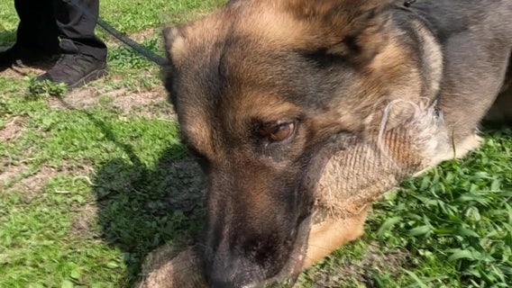 North Port Police Department hopes to win money for K-9 unit