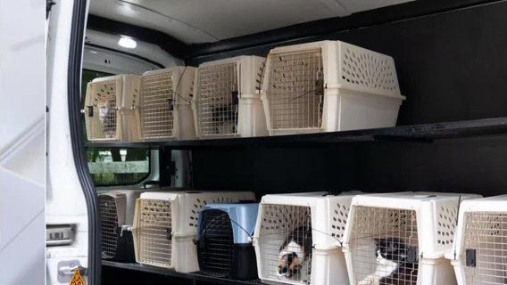 Multiple cases of animal cruelty reported in the Tampa area