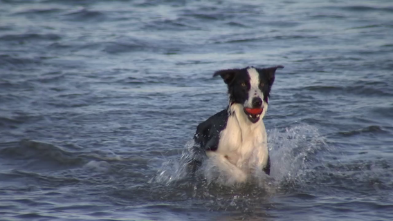 How you can protect your pet from skin cancer