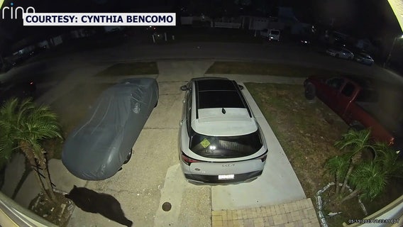 Black bear spotted in Carrollwood for 5th time in five days