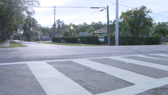 Rabies alert issued after feral cat tests positive in Palmetto