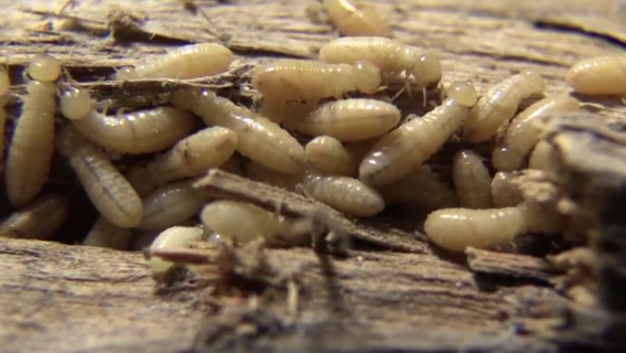 New breed of termites invading South Tampa