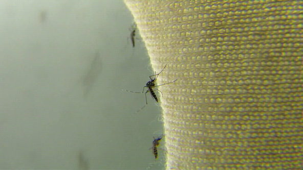 Malaria case confirmed in Sarasota County as health officials work to prevent more transmissions