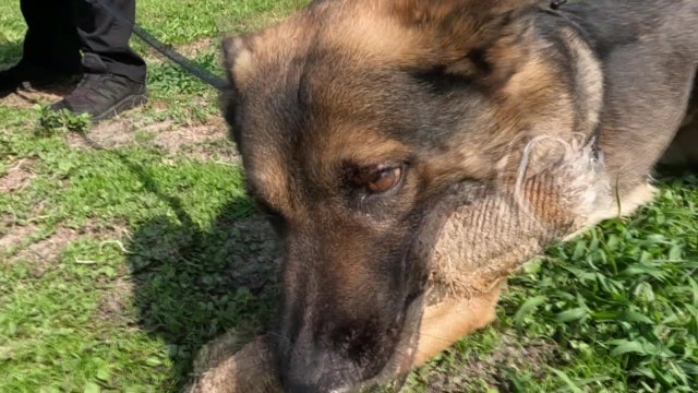 North Port Police Department hopes to win money for K-9 unit