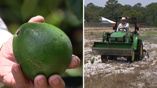 Frostproof man determined to be the first to commercially grow avocados in Central Florida