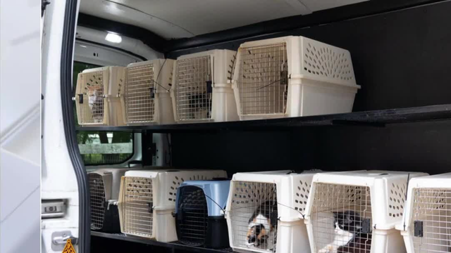 Multiple cases of animal cruelty reported in the Tampa area