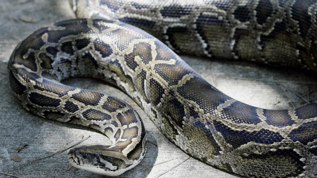 Florida Python Challenge registration open for snake hunters