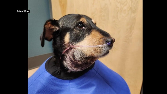 Pet owners quick thinking saves dog from venomous snake bite