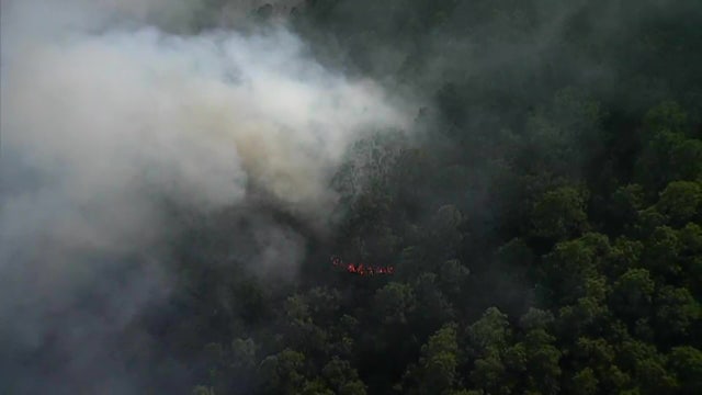 Lightning likely caused 43-acre brush fire at Pinellas County nature preserve, firefighters say