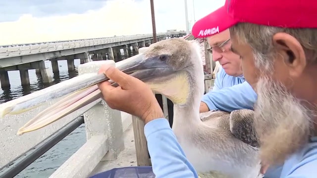 Anglers, rescuers weigh in on proposed new rules to protect pelicans at Sunshine Skyway Pier