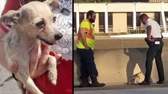 ‘Doggy angel’ helps rescue 6-year-old pup from busy I-275 traffic in Tampa