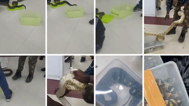 22 snakes, 1 chameleon found in check-in baggage by Indian customs officials
