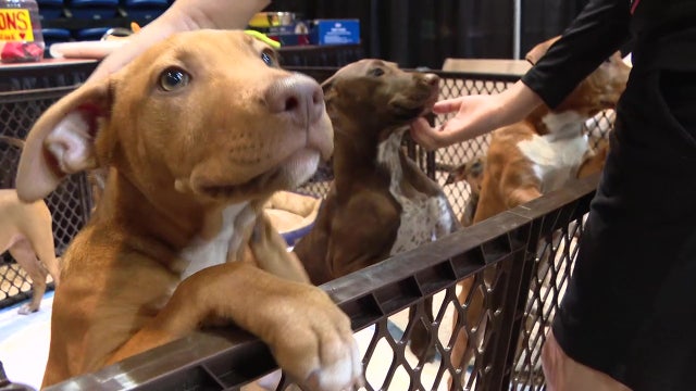 Adopt-a-Palooza returns to Manatee County with nearly 200 animals looking for their forever family
