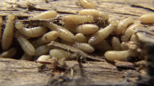 New breed of termites invading South Tampa