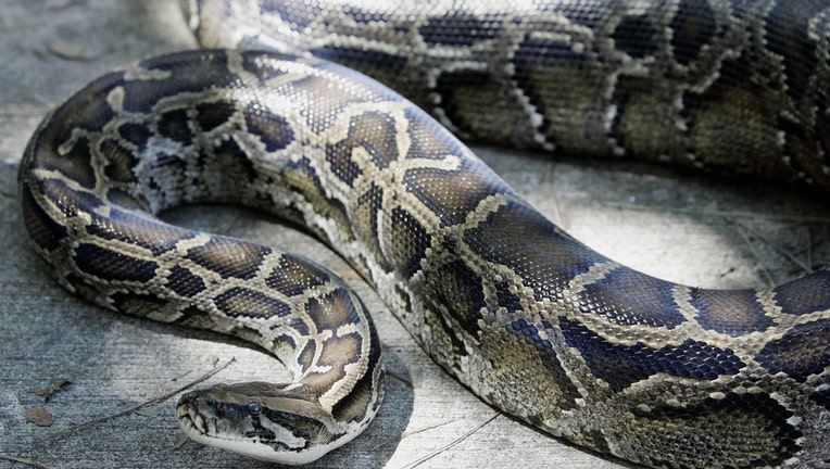 A 12-foot (3.65m) Burmese python that was captured in the backyard of a home slithers on the ground at its new home at the A.D. Barnes Park 10 October 2005, in south Miami, FL. The snake was captured 09 October and is the prime suspect in the disappearance of a 15-pound (6.8kg) cat that lived at the residence. AFP PHOTO/Robert SULLIVAN (Photo credit should read ROBERT SULLIVAN/AFP via Getty Images)