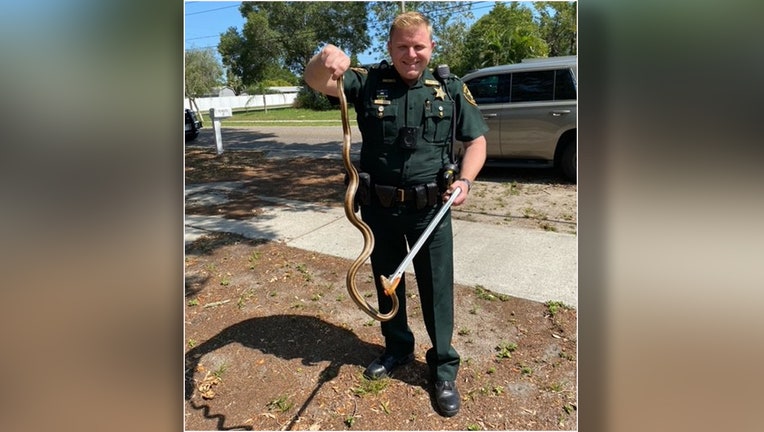 A Pinellas County deputy with Eastern rattlesnake. Image is courtesy of the Pinellas County Sheriff's Office. 