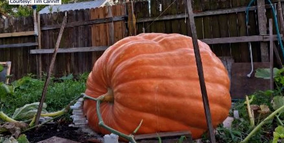 V-SETUP-GREAT-PUMPKIN-