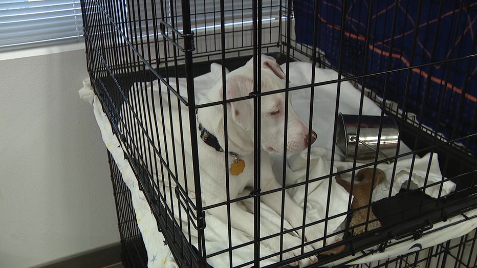 Files: Pets during hurricanes