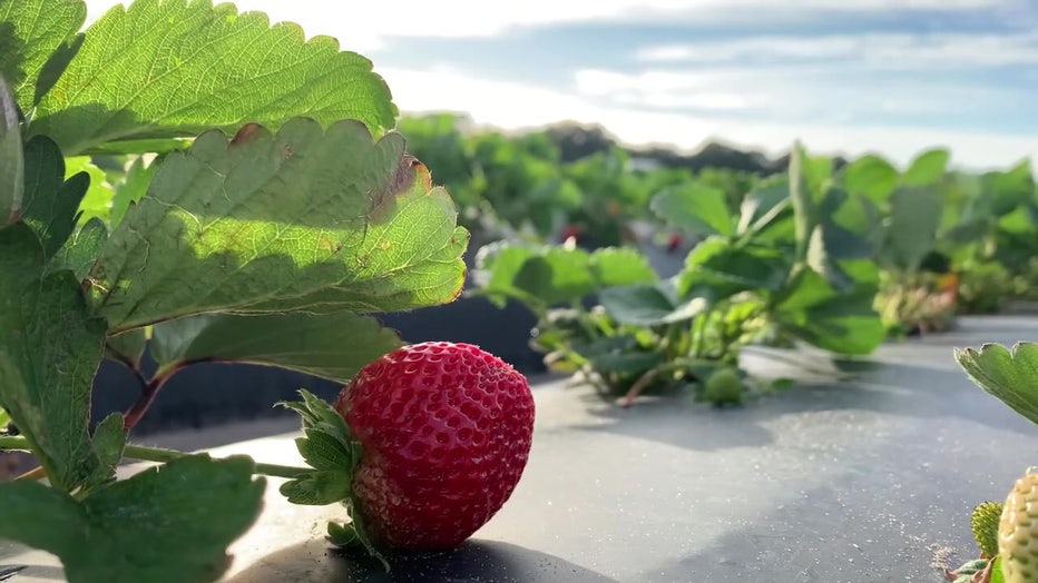 File: Single strawberry