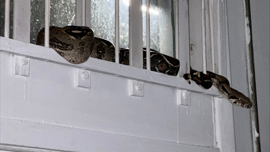 The snake was found at a business on Drew Street in Clearwater. Image is courtesy of the Clearwater Police Department. 