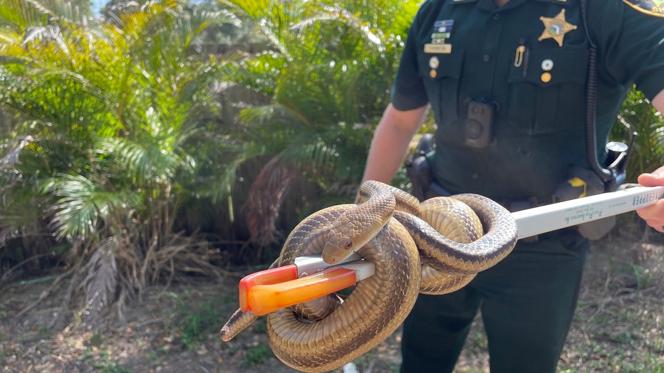 Eastern rattlesnake captured by a Pinellas County deputy. Image is courtesy of the Pinellas County Sheriff's Office. 