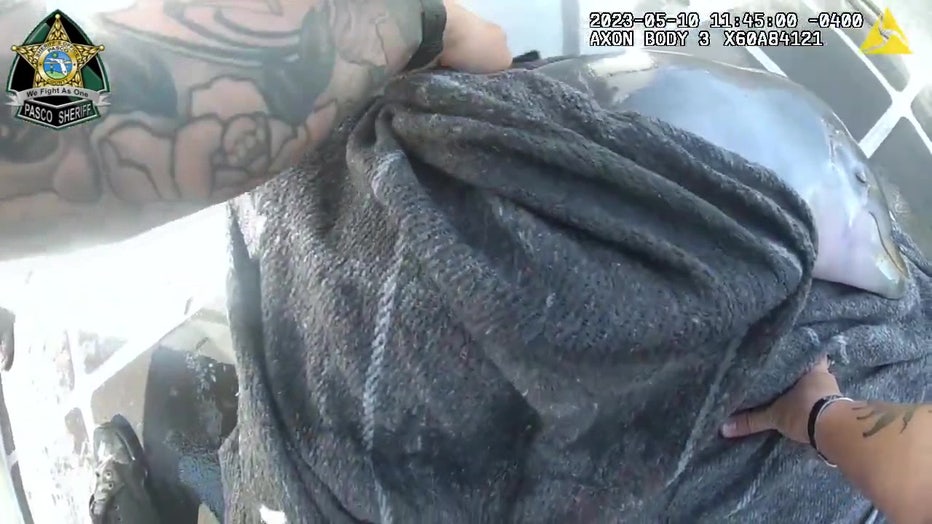 A struggling dolphin on board a boat after being rescued.