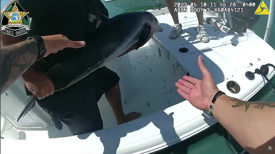 An off-duty Pasco County deputy hands over a distressed dolphin he found so it could be taken to the Clearwater Marine Aquarium.