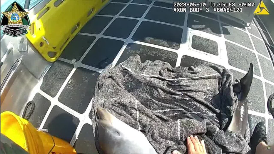 A dolphin that was rescued off Pasco County wrapped in a blanket as his rescuers take him to Clearwater.