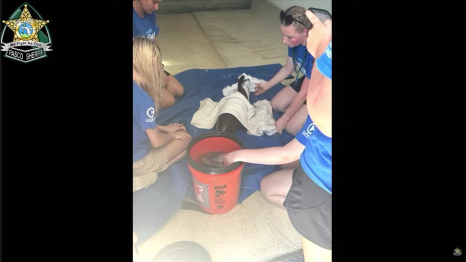 A dolphin rescued off Pasco County with crews from Clearwater Marine Aquarium.