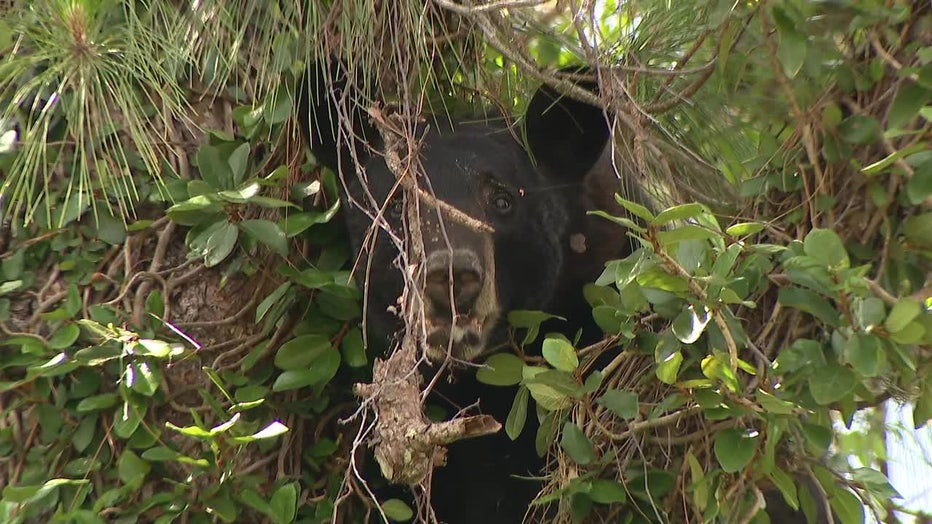 A bear in a Carrollwood tree.
