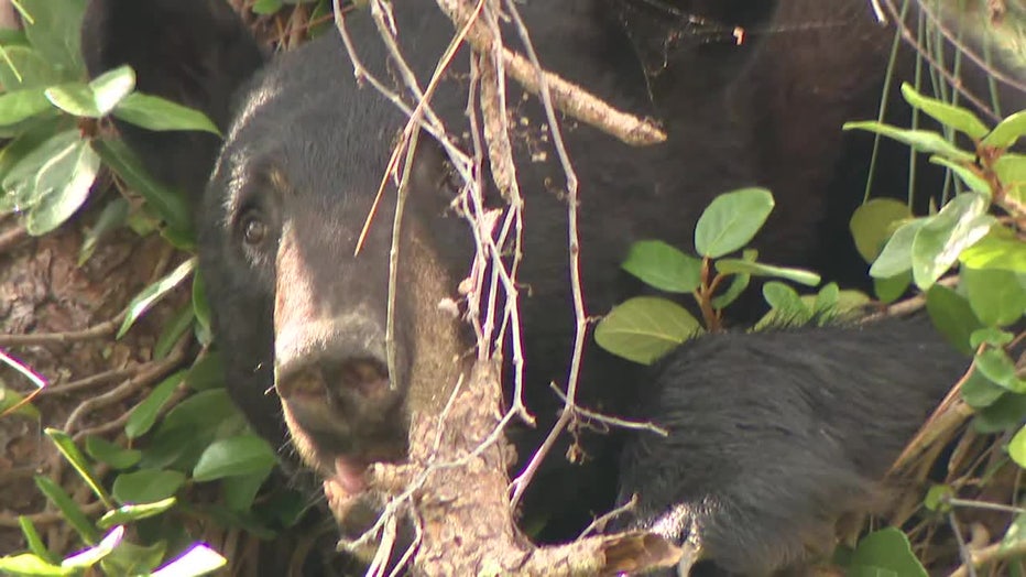 A bear that has been seen in Carrollwood and Lutz over the past few weeks was up in a tree on Monday.