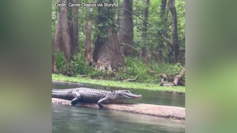 Alligator laying on log.