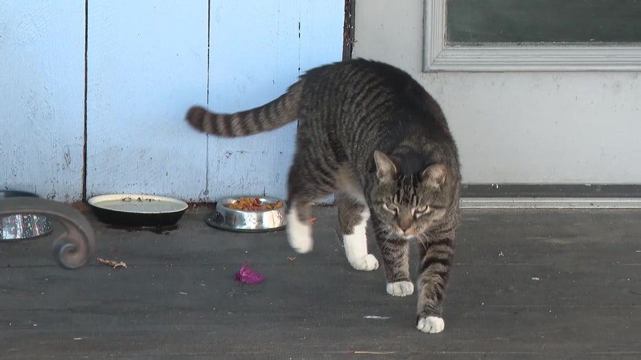 The owners are making sure the cat, Socks, is well taken care of after they're gone.