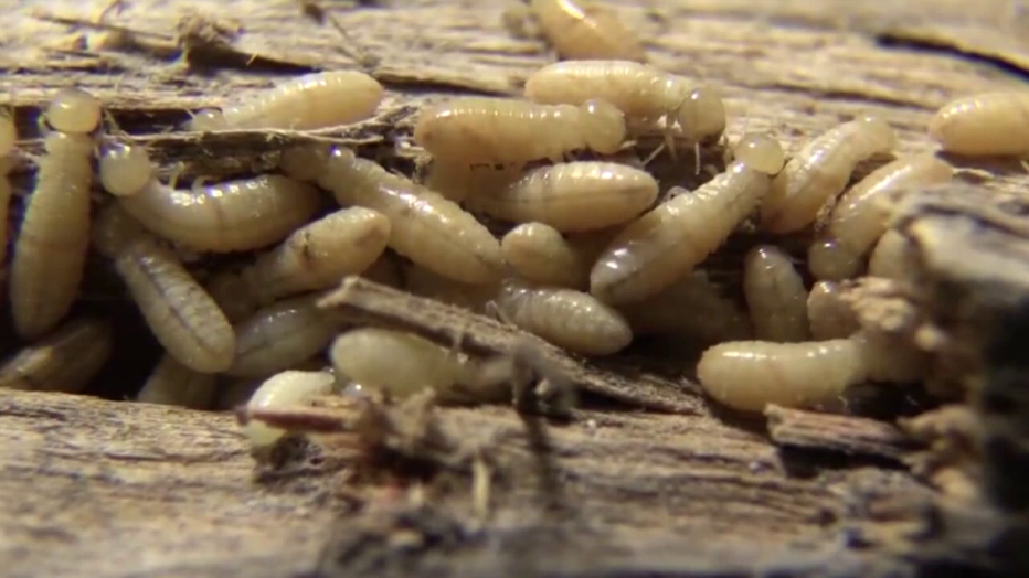 Termites Facts Every Homeowner Needs to Know | Nashville TN