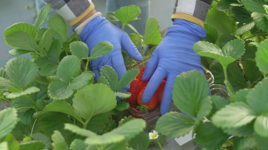 File: Strawberry picking